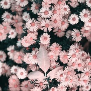 Meet your Posher, Aaliyah